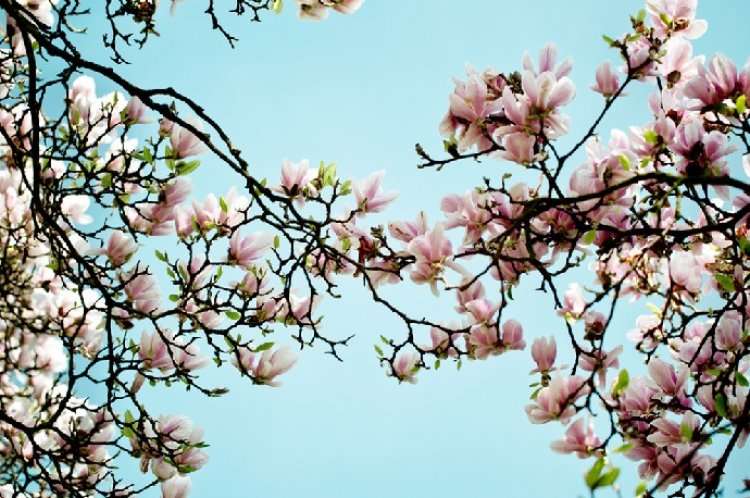 Биркат а-Иланот - благословения на цветущие деревья в иудаизме